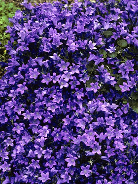 Campanula port Russia
