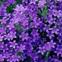CAMPANULA PORT SAGO