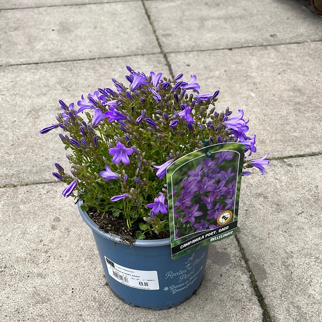 CAMPANULA PORT SAGO - Image 2