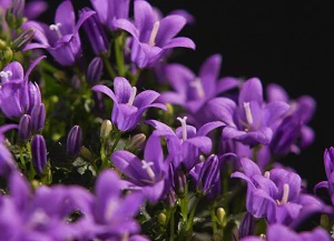 Campanula porten. ambella intense purple