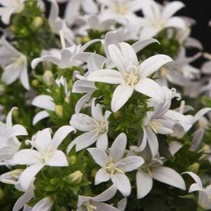 Campanula porten. Ambella White