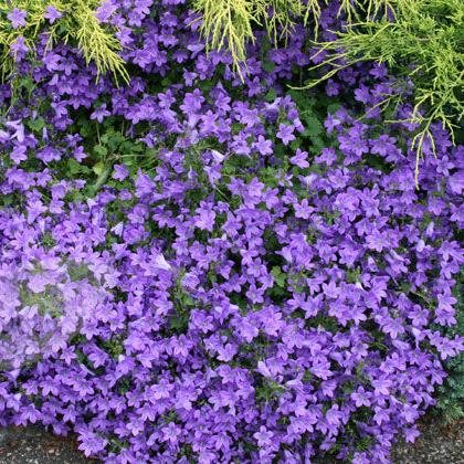 Campanula portenschlagiana