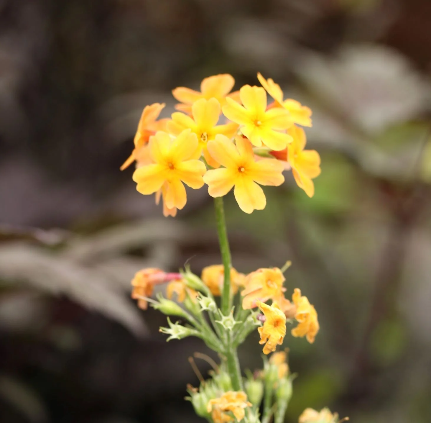 Candelabra Primrose (Primula bulleesiana)