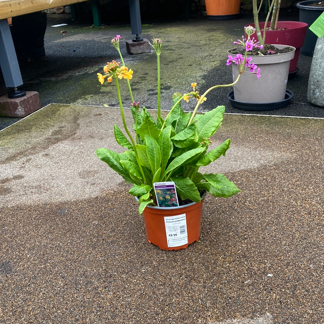 Candelabra Primrose (Primula bulleesiana) - Image 2