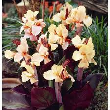 CANNA ANGEL MARTIN - Image 2