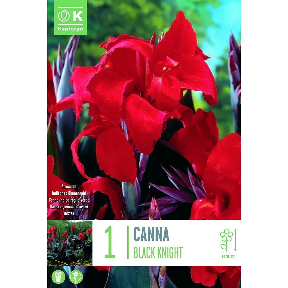 CANNA BLACK KNIGHT