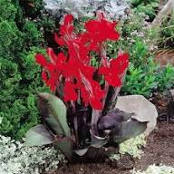 CANNA BLACK KNIGHT - Image 2