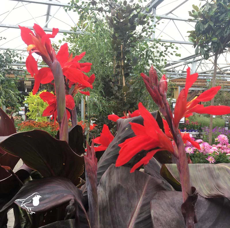 CANNA Black Knight
