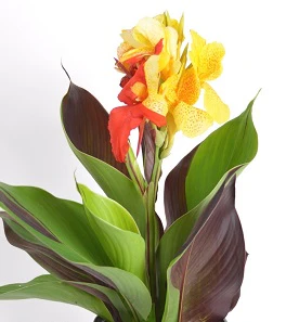 Canna Cleopatra Cleopatra