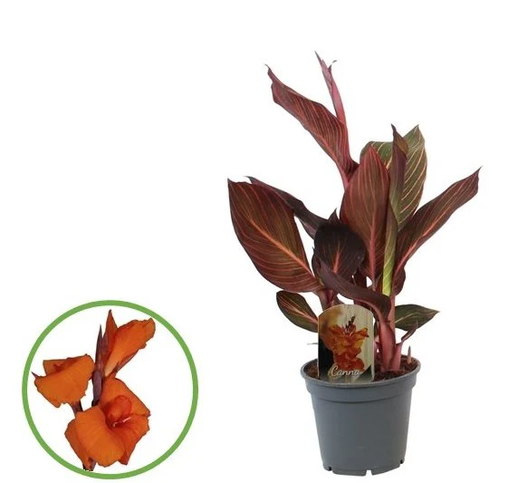 Canna (Island) Durban - Image 2