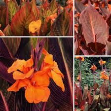 Canna (Island) Durban - Image 3