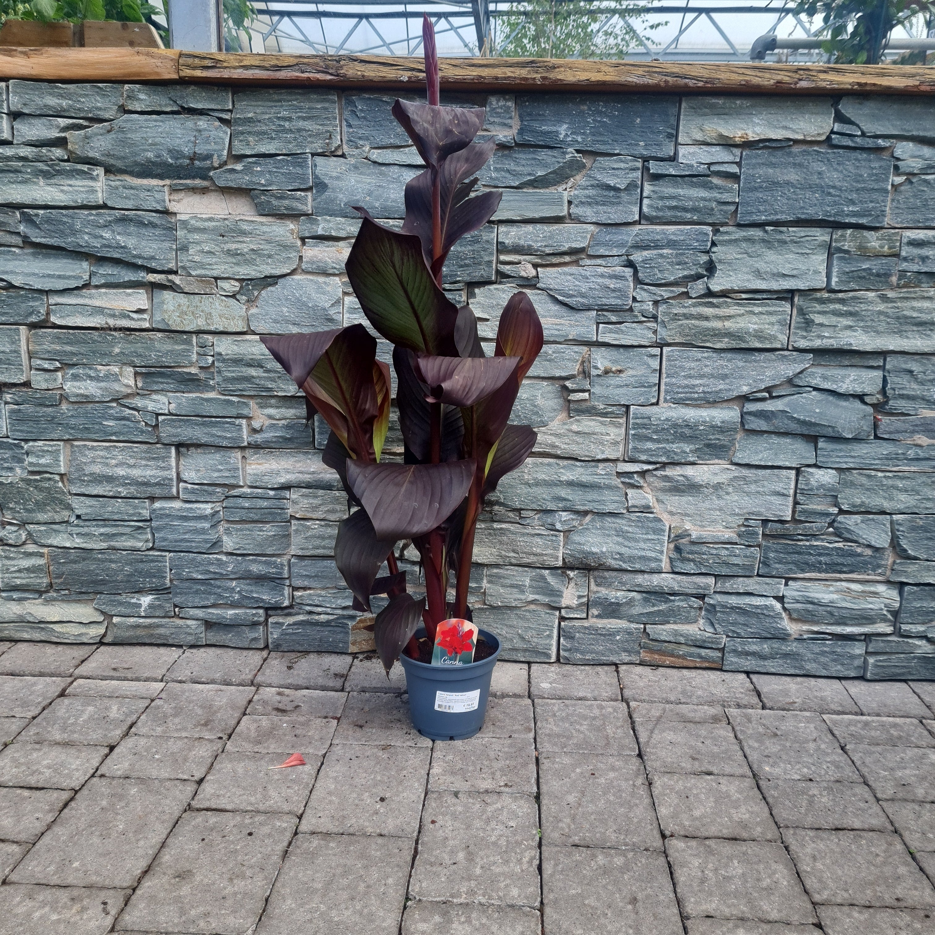 Canna Island Red Velvet (17cm Pot) - Image 2