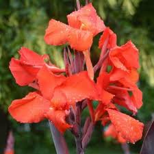 Canna Island Red Velvet (17cm Pot) - Image 3