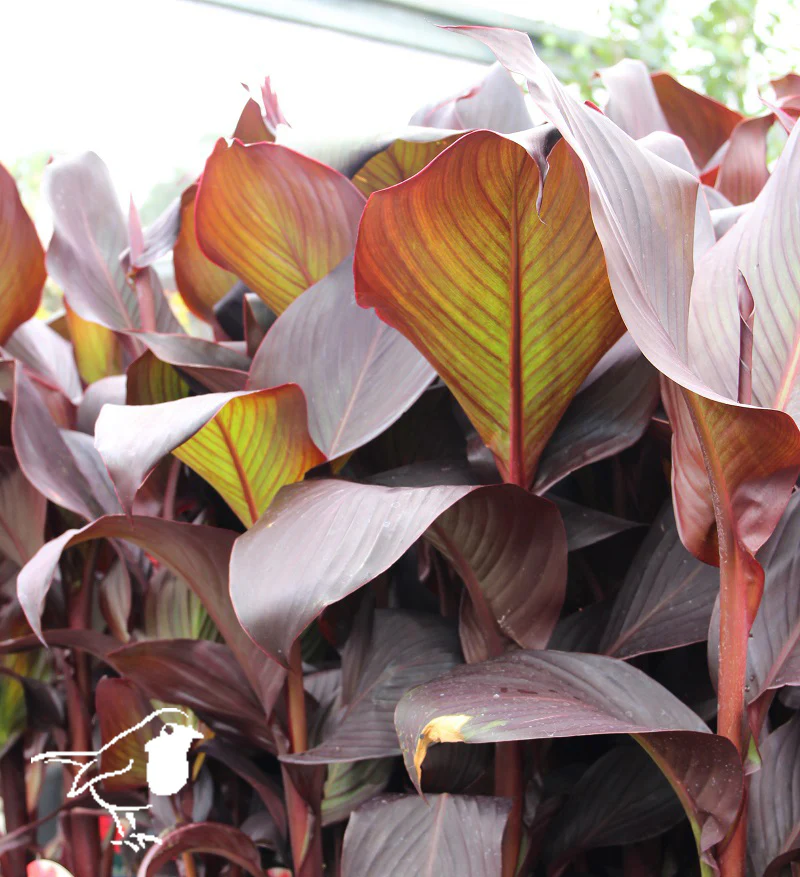 Canna Island Red Velvet (17cm Pot) - Image 4