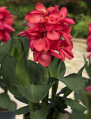 CANNA SOL HAPPY ISABEL