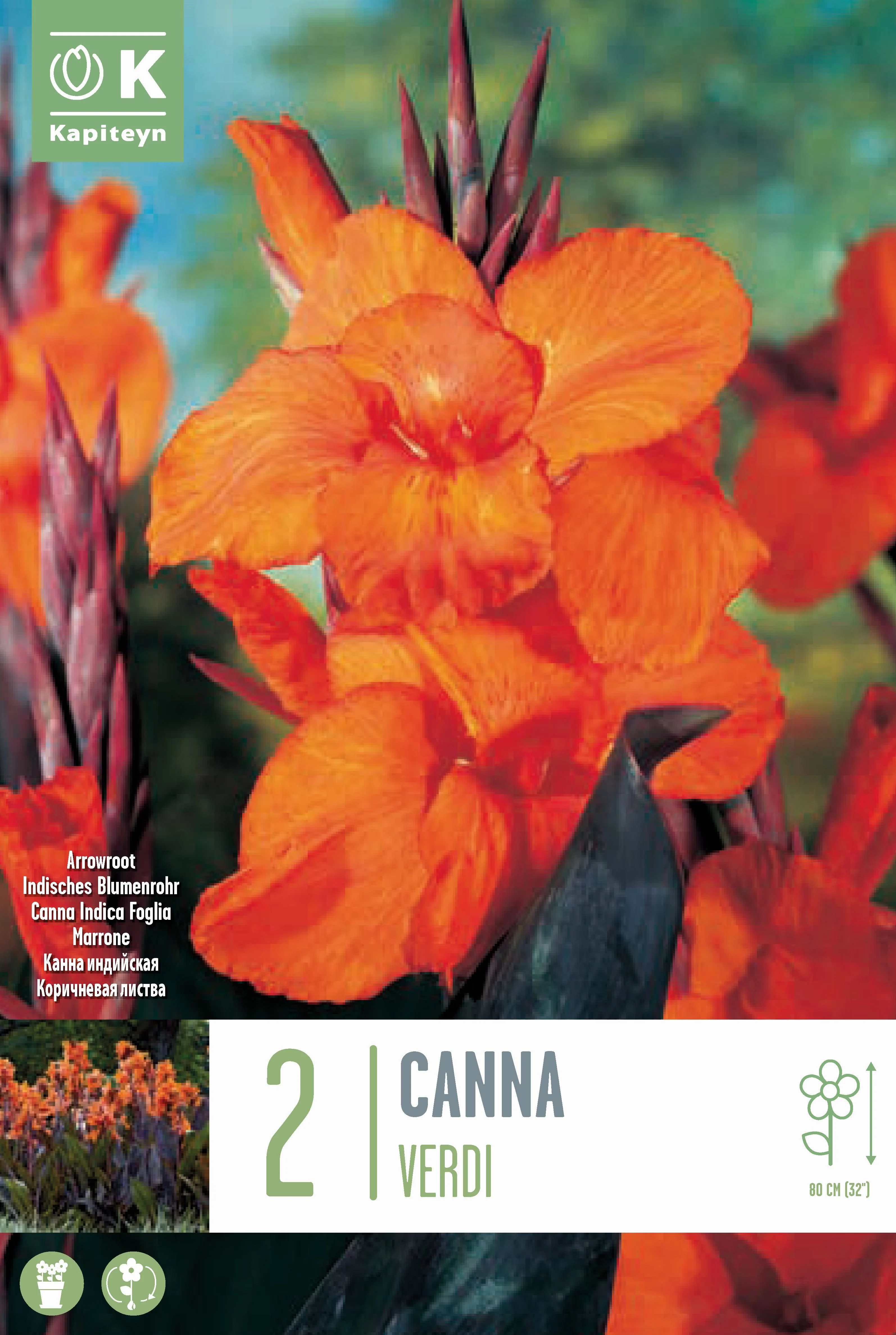 CANNA VERDI BROWN LEAF