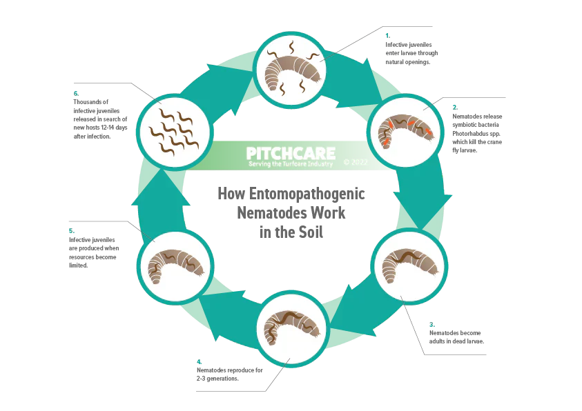 Capsanem leather-jacket/ caterpillar nematodes - Image 2