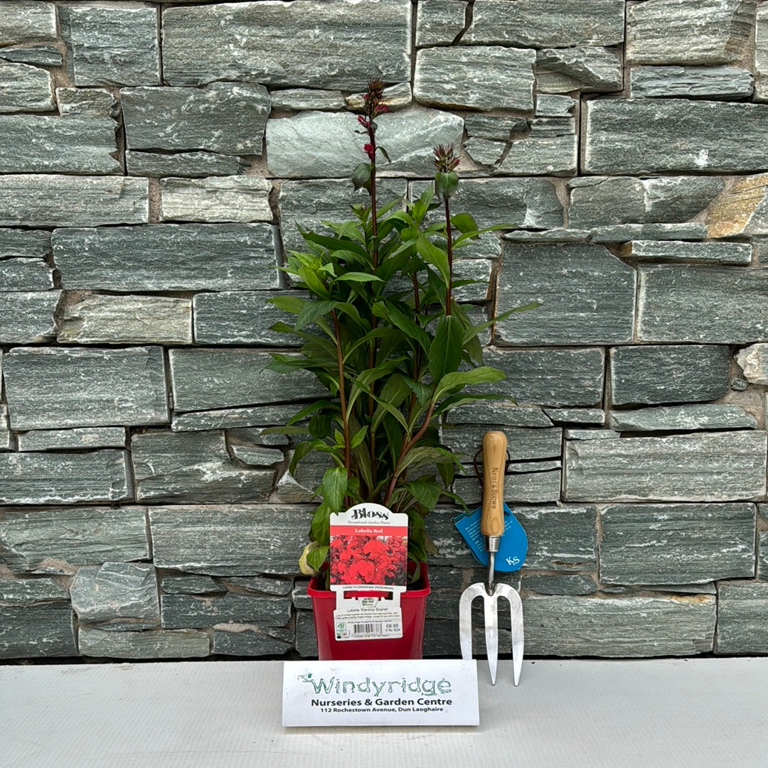 Cardinal Flower Lobelia Starship Scarlet (2Ltr Pot) - Image 2