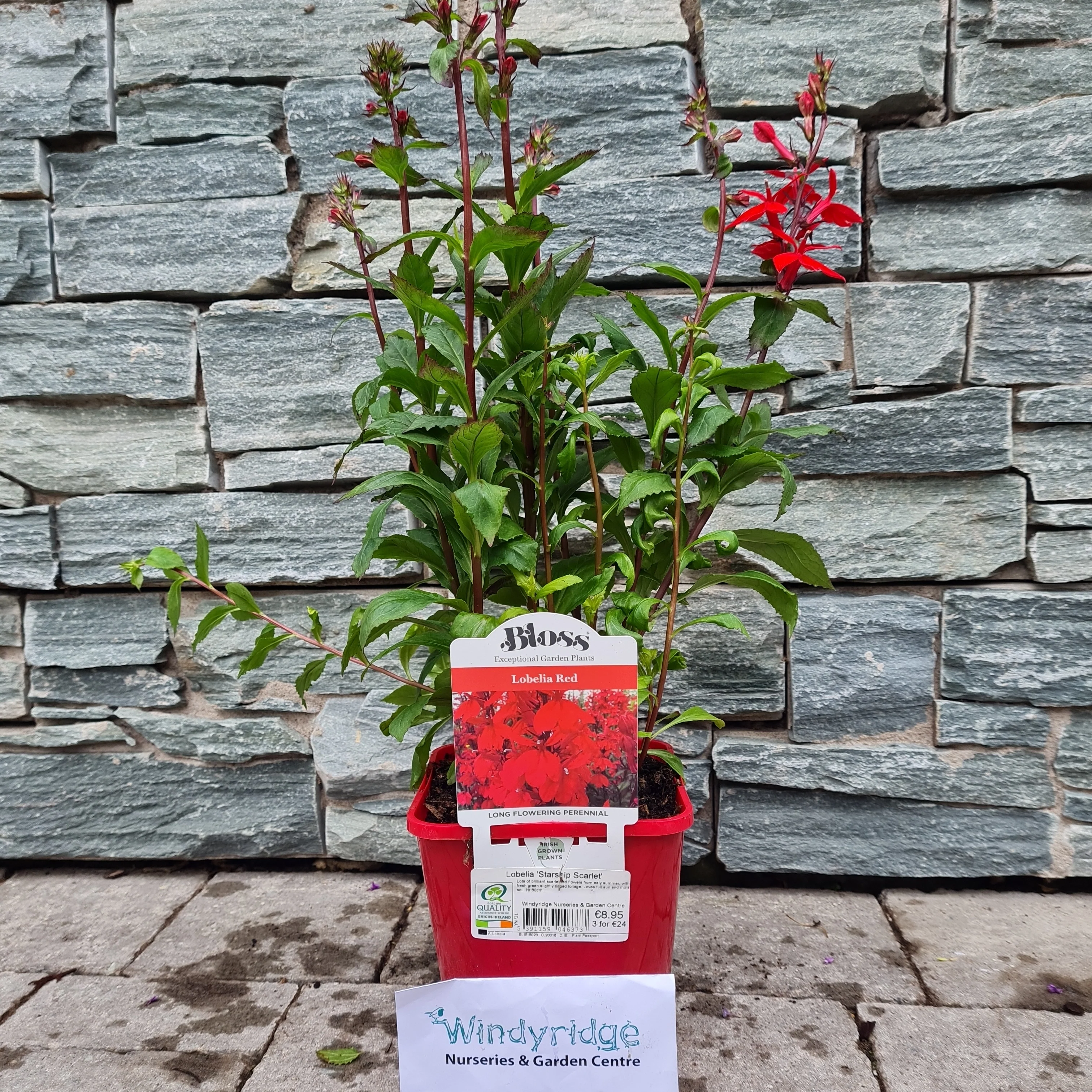 Cardinal Flower Lobelia Starship Scarlet (2Ltr Pot) - Image 3
