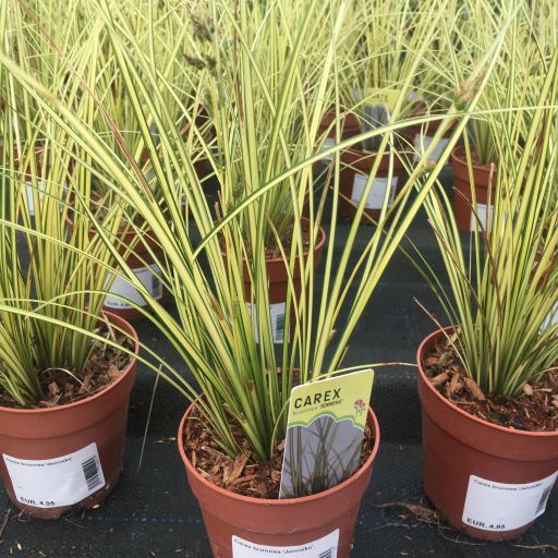 Carex brunnea Jenneke