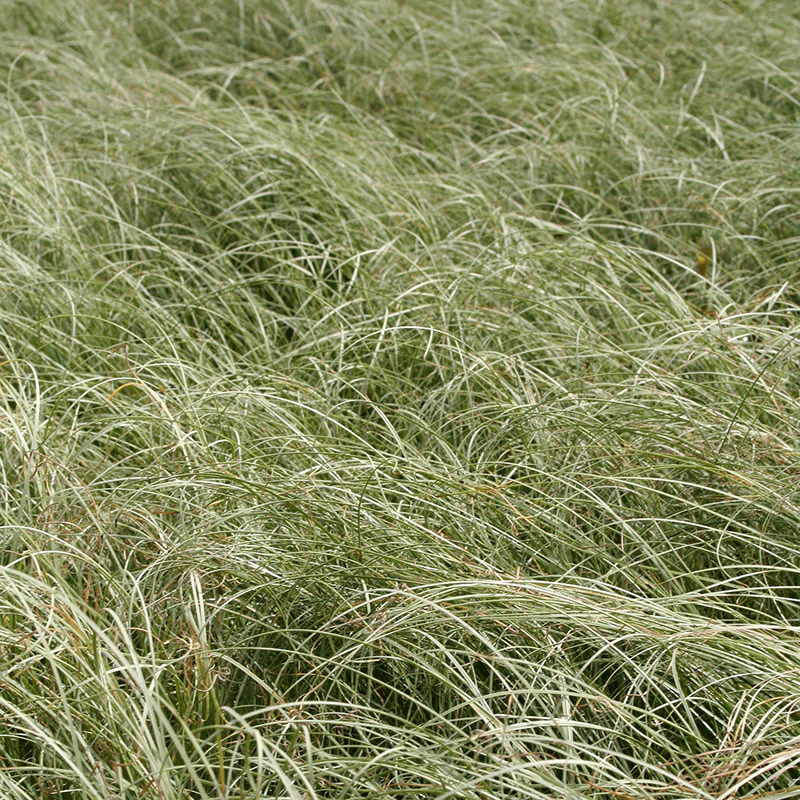 Carex comans Amazon Mist - Image 2