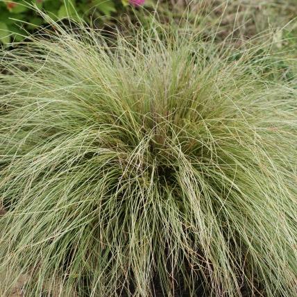 Carex comans Amazon Mist - Image 3