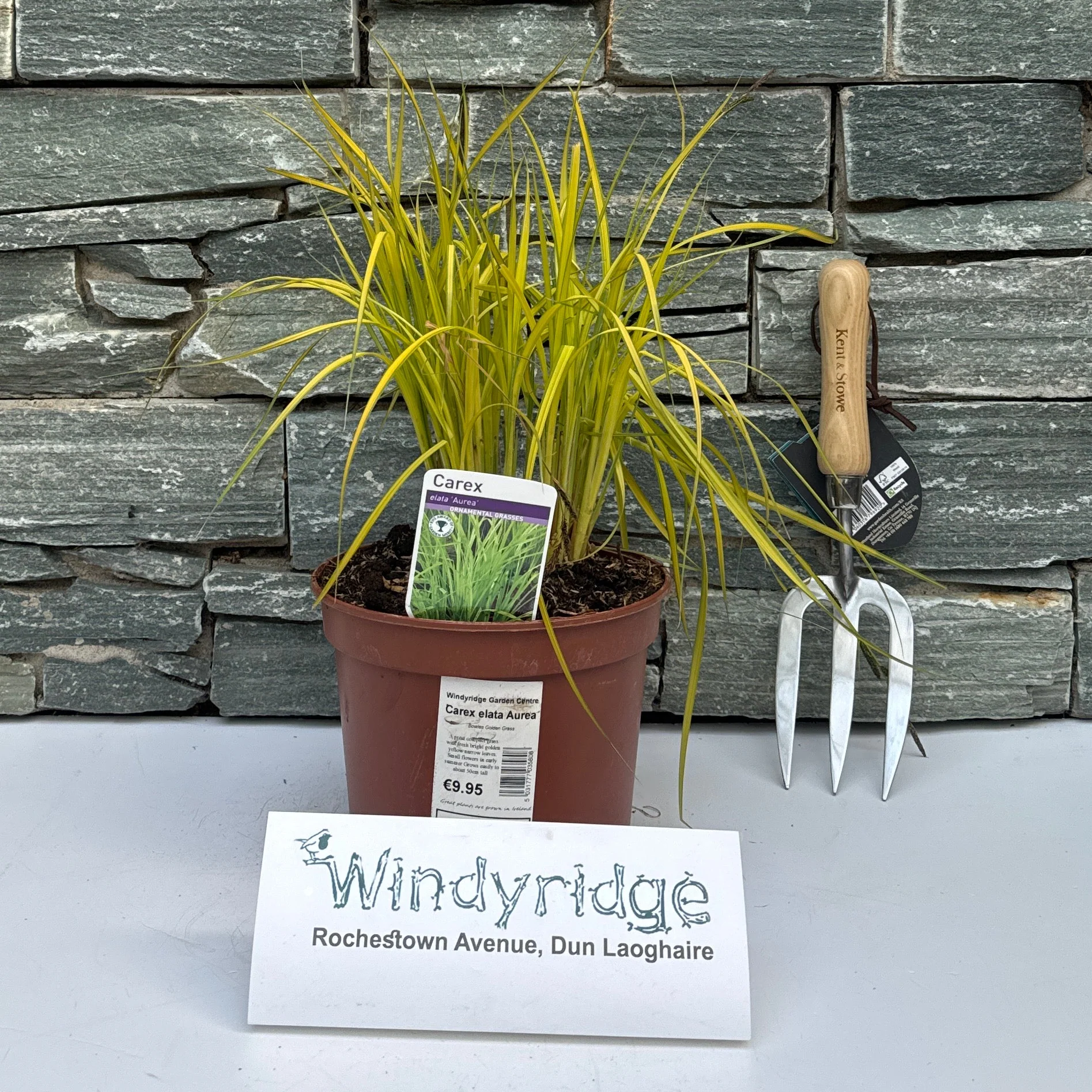 Carex elata Aurea