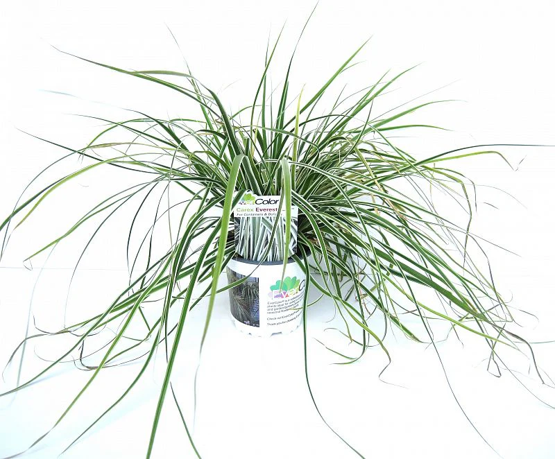 Carex Everest - Image 2