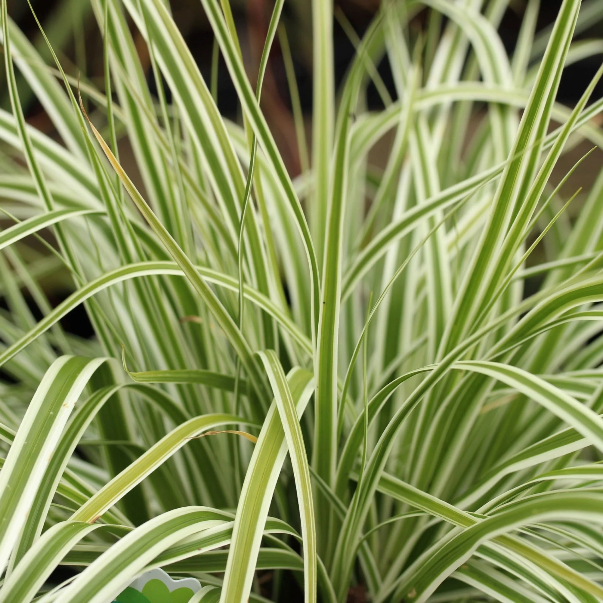 Carex (Everest)