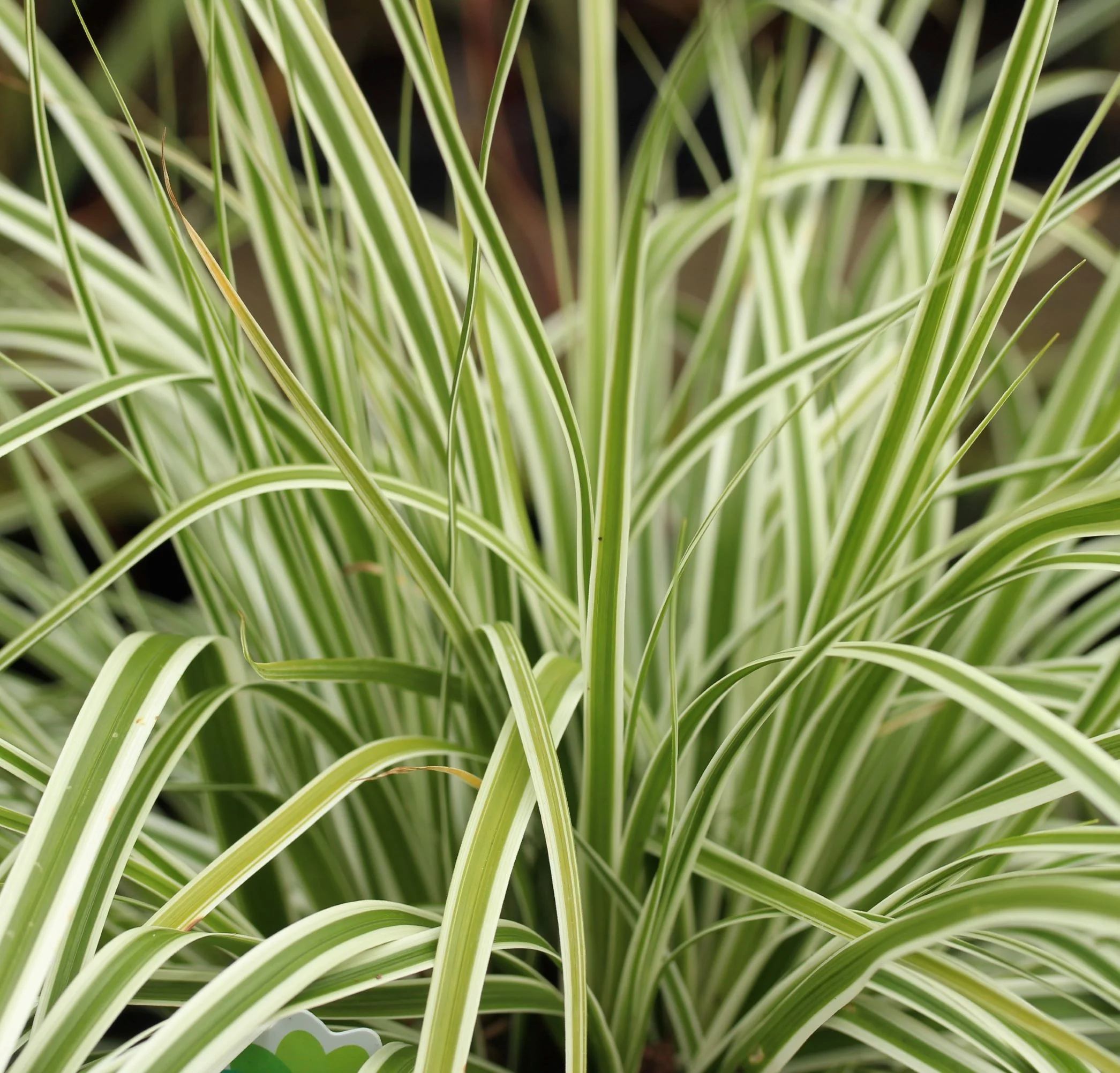 Carex Everest - Image 2