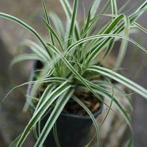 Carex Everest - Image 2