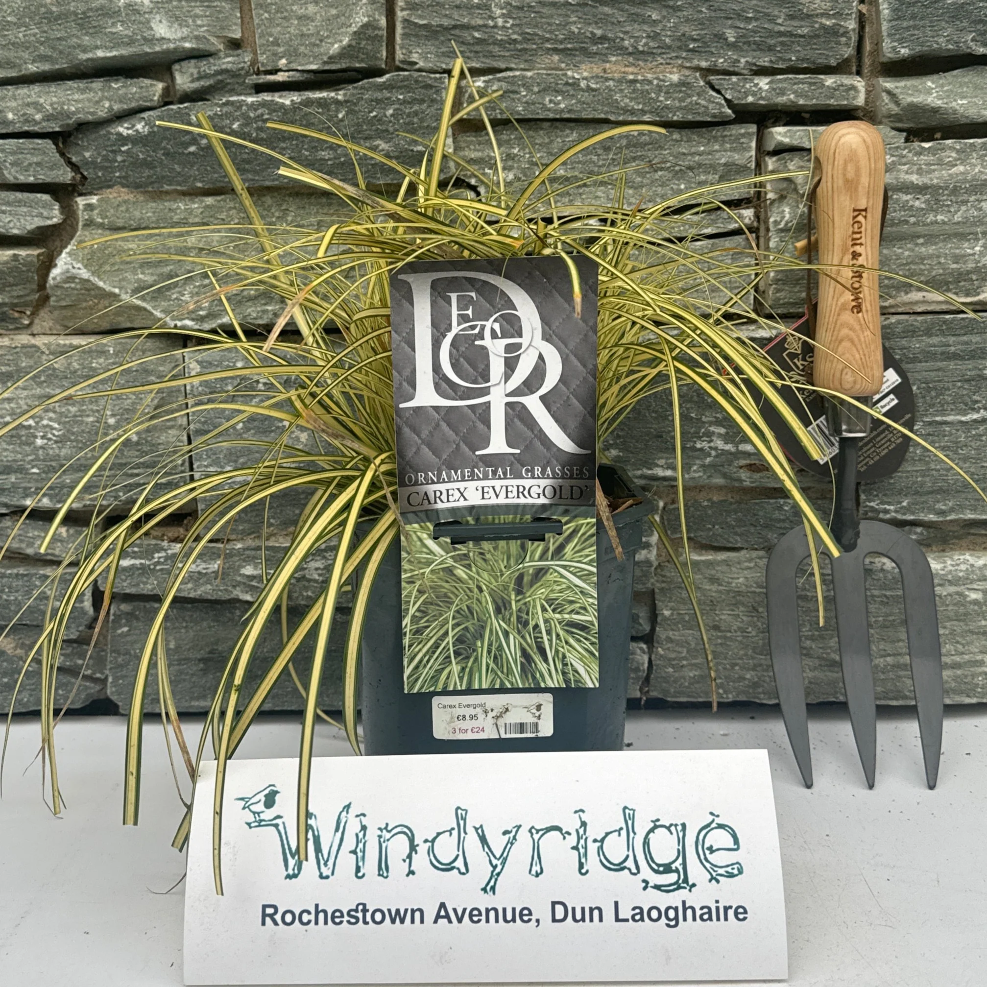 Carex Evergold