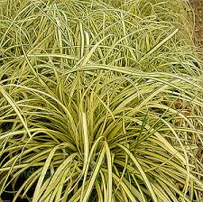 Carex Evergold - Image 2