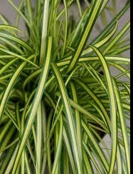 Carex Eversheen