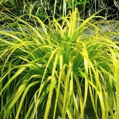 Carex Evirillo