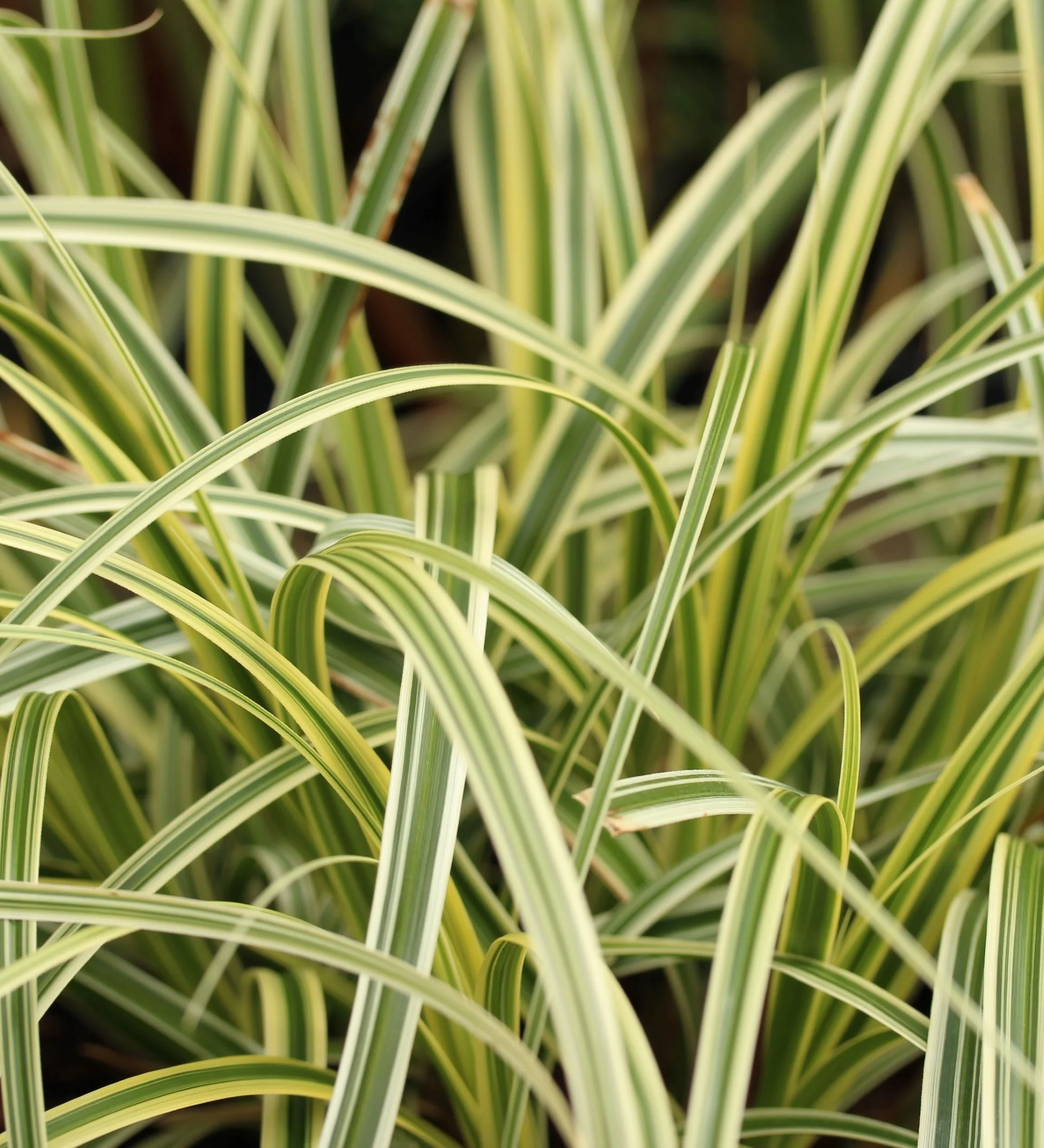 Carex Feather Falls