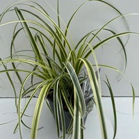 Carex Feather Falls - Image 4