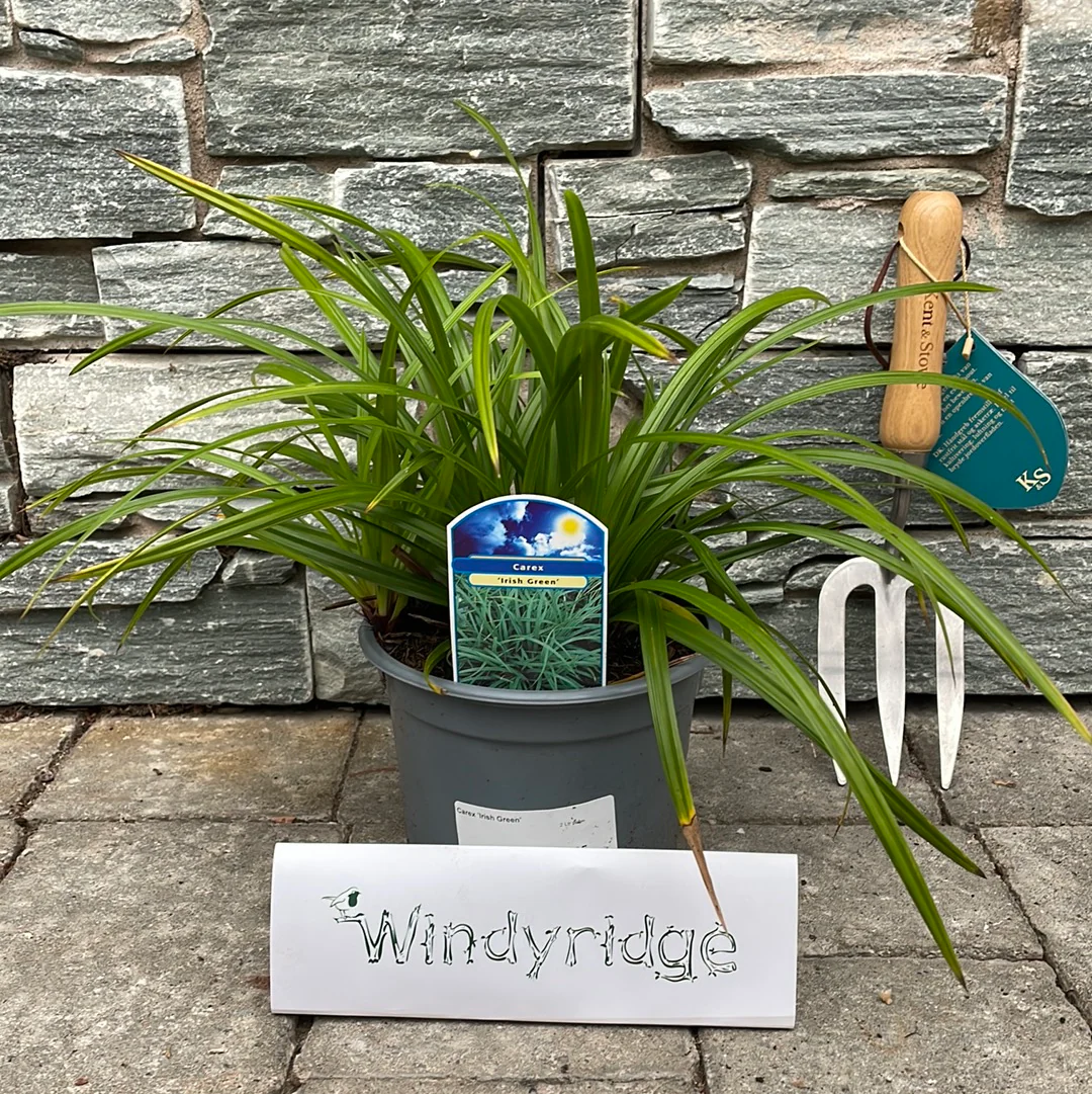 Carex Irish Green 2 Ltr pot - Image 2