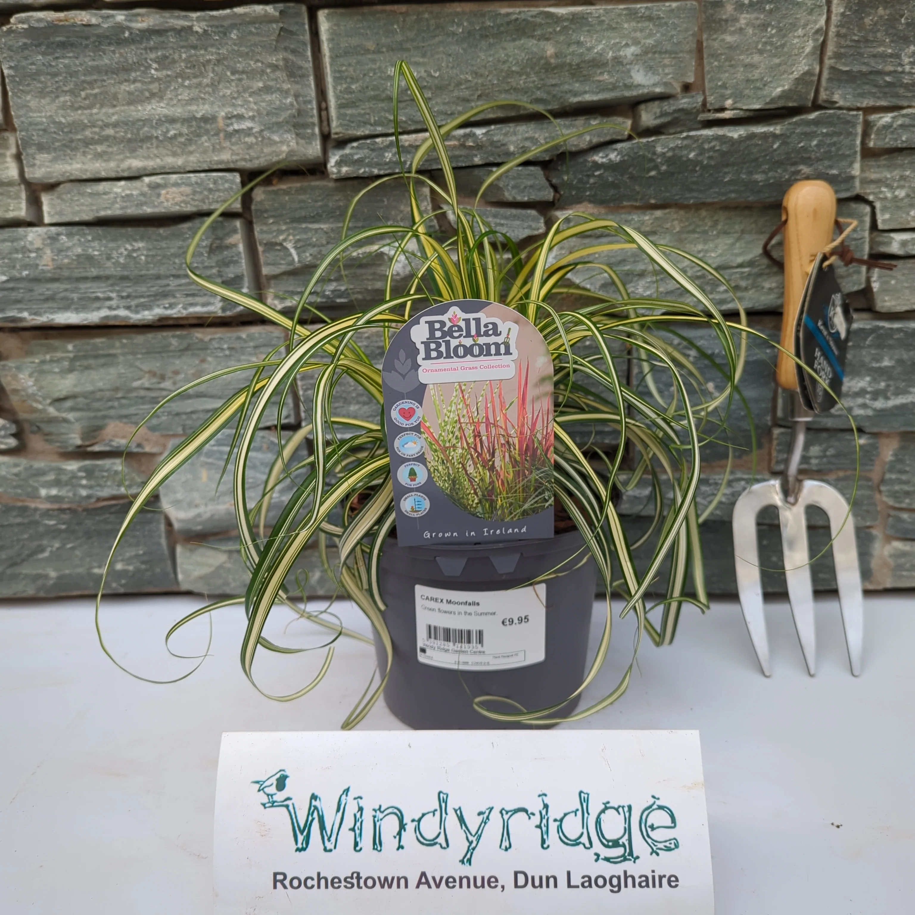 CAREX Moonfalls - Image 2
