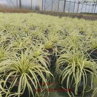 CAREX morrowii Evergold - Image 2