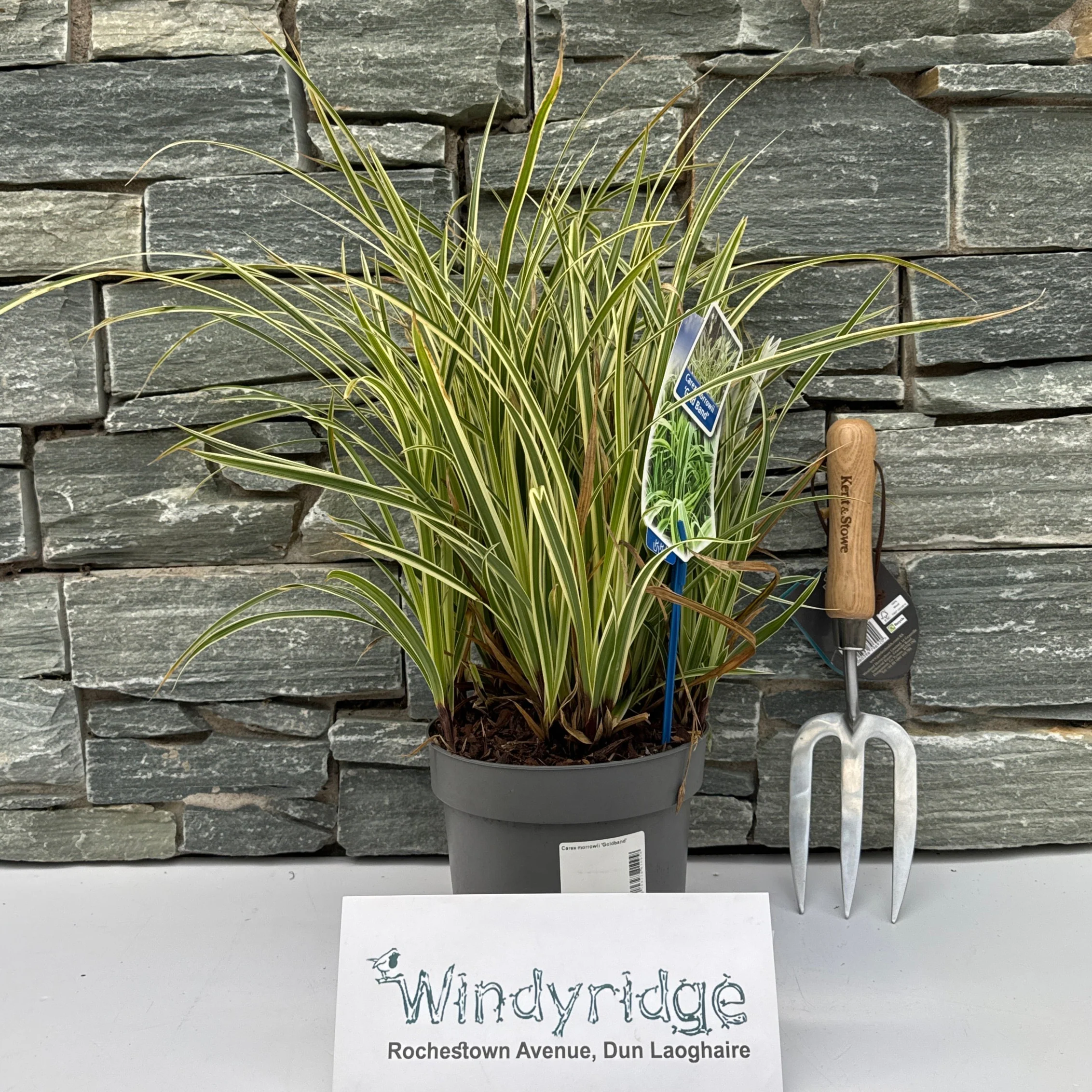 Carex morrowii Goldband