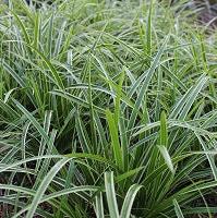 Carex morrowii Vanilla Ice