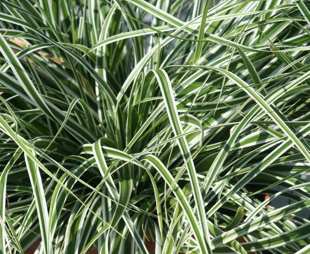 Carex osh. Everest