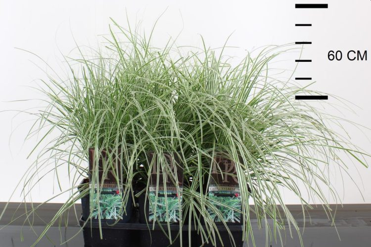 Carex osh. Everest - Image 2