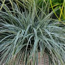Carex osh. Everest - Image 3