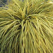 Carex Oshima (Evergold)