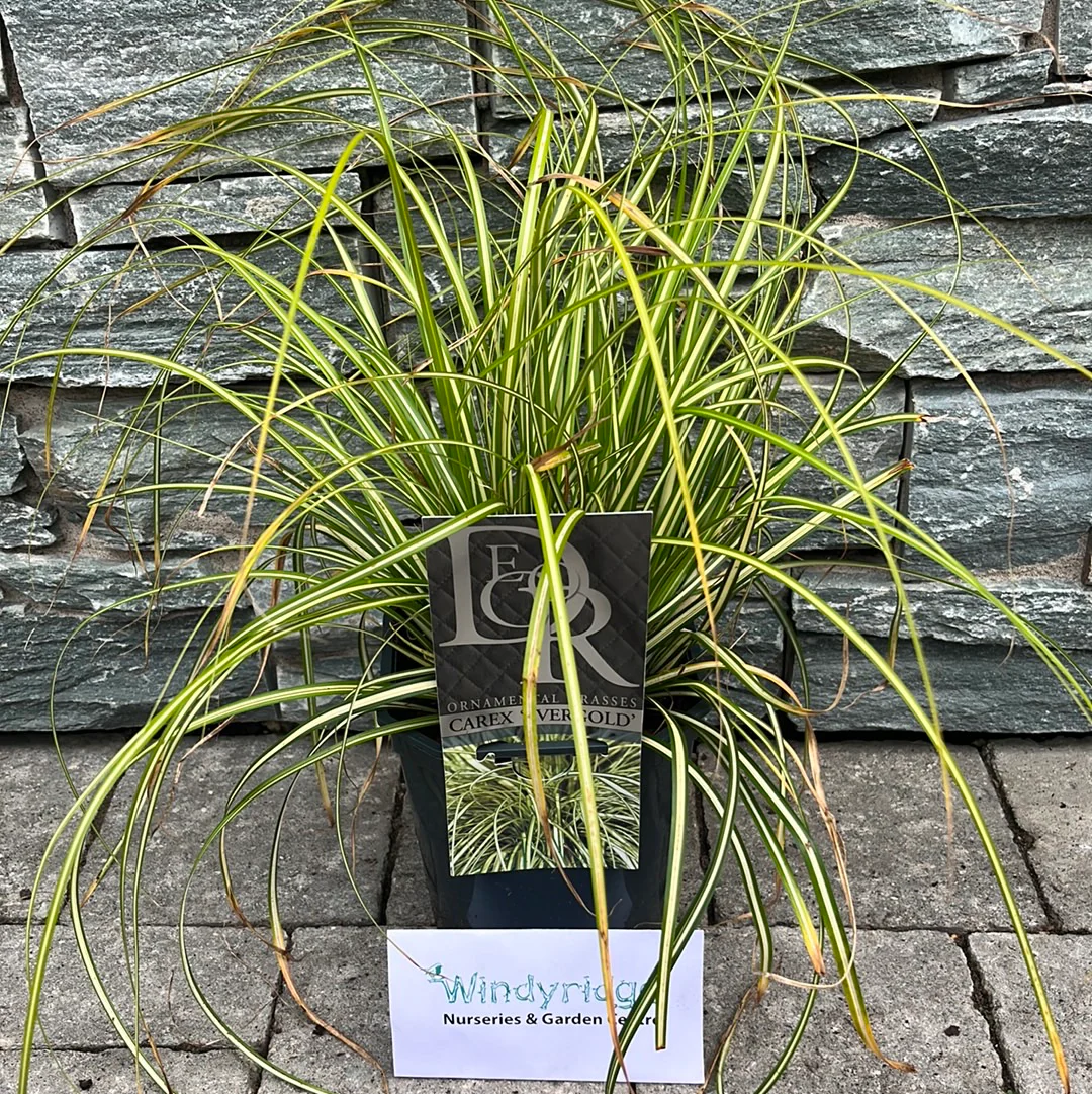 Carex Oshima (Evergold) - Image 2