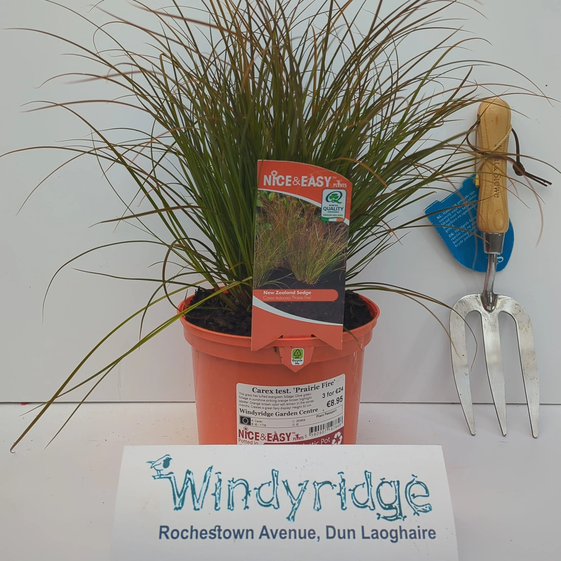 Carex prairie fire - Image 3