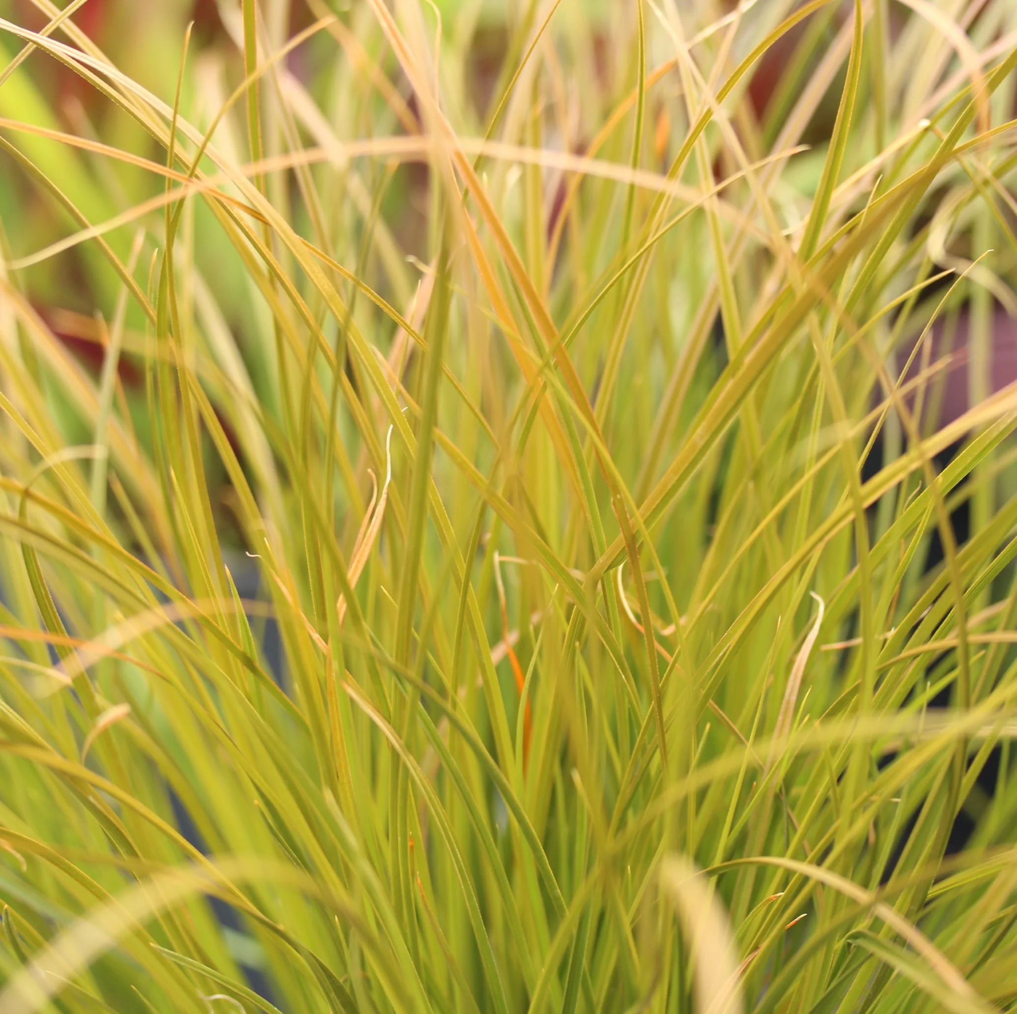 Carex prairie fire - Image 4