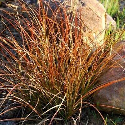 Carex Prairie Fire - Image 3
